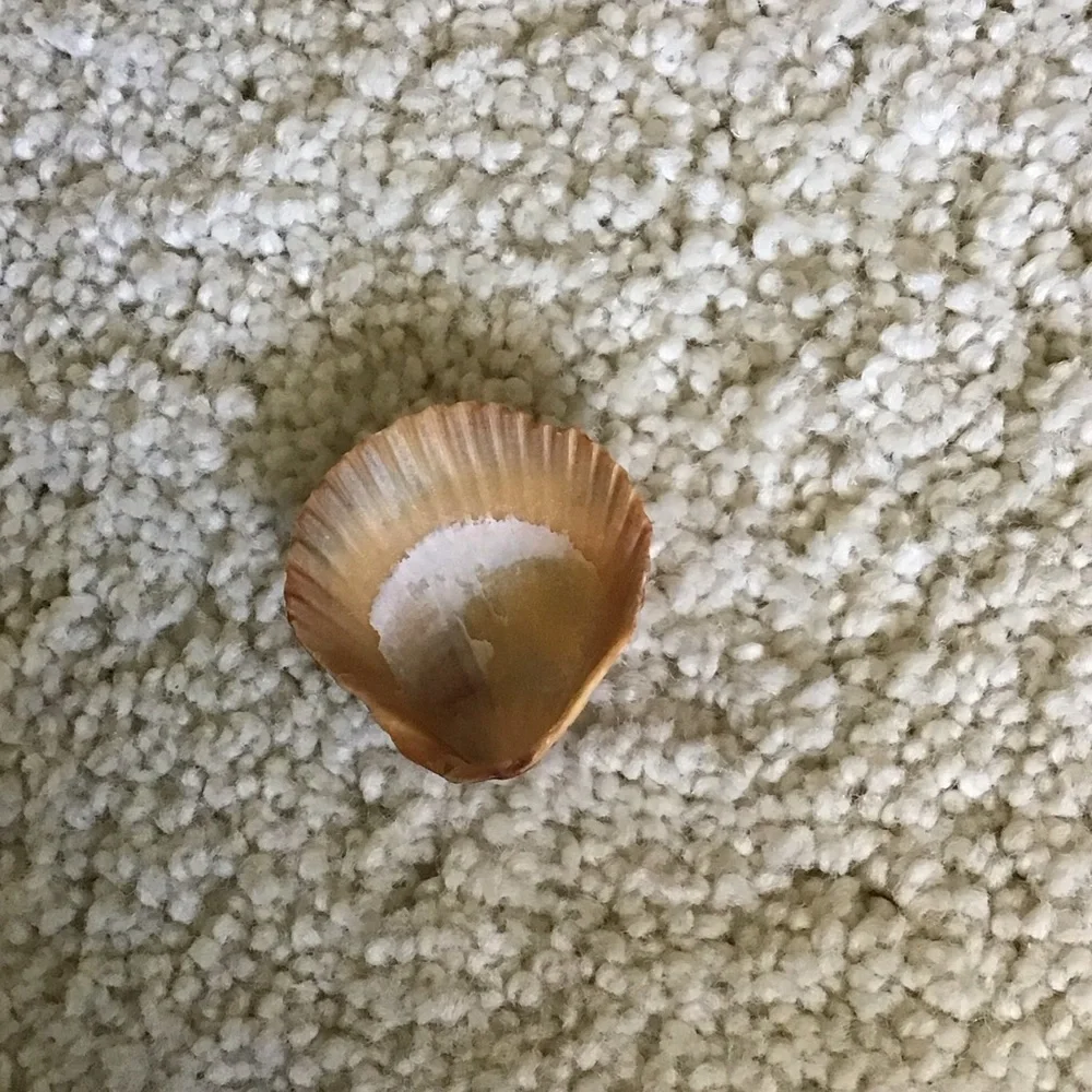 Natural Brown Seashell for Small Pets